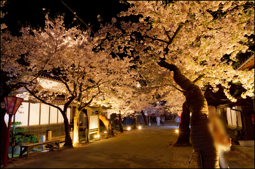 がいせん桜の夜間ライトアップのアイキャッチ画像