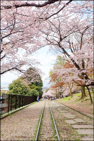 蹴上インクラインの桜のアイキャッチ画像