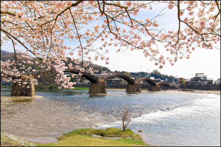 錦帯橋の桜まつり19の開花情報や見頃時期 ライトアップあり まったりと和風