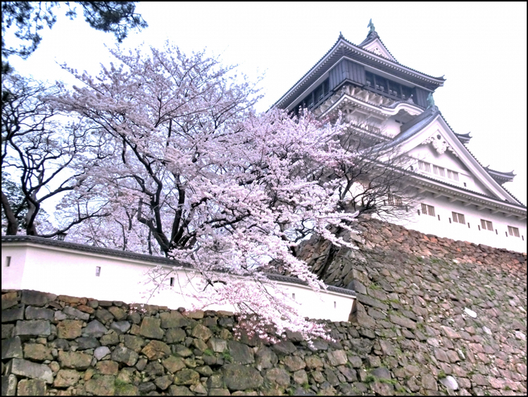 小倉城の桜まつり19の開花状況や見頃時期 ライトアップあり まったりと和風