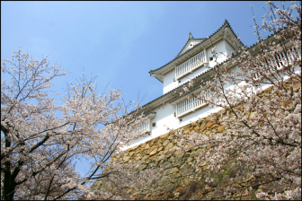 鶴山公園／津山城の桜