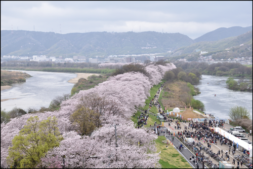背割堤の桜アイキャッチ画像