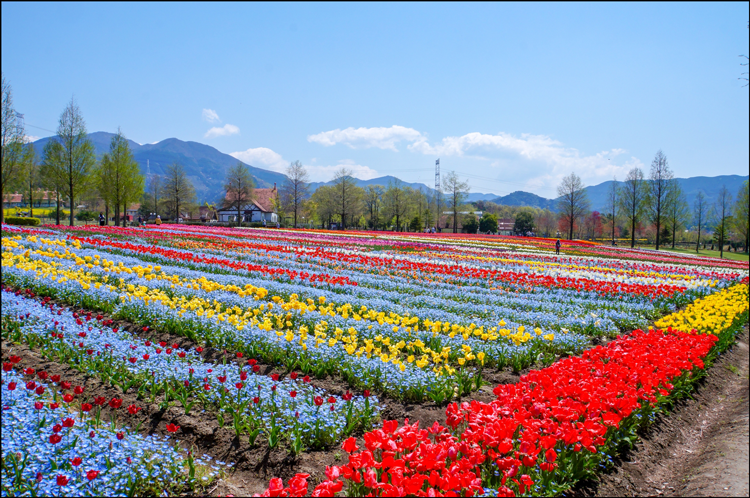 関西チューリップ畑22 おすすめ観光名所の見ごろ時期と開花状況 まったりと和風