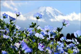 山中湖花の都公園のネモフィラと富士山