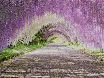 河内藤園の藤のトンネル