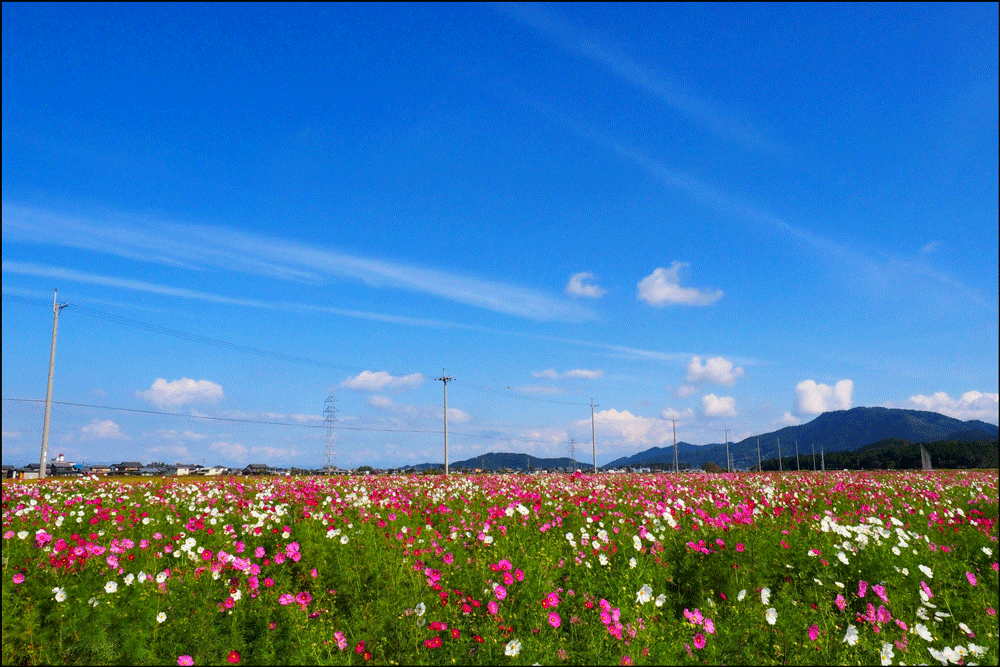 コスモス畑 滋賀県 おすすめ名所19 開花状況や見頃時期 まったりと和風