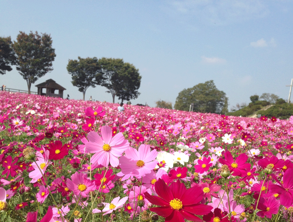 コスモス畑 愛知県 名古屋 おすすめ名所19 開花状況や見頃時期 まったりと和風