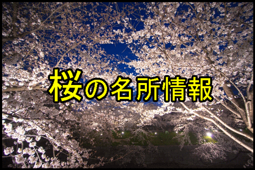 桜の名所情報
